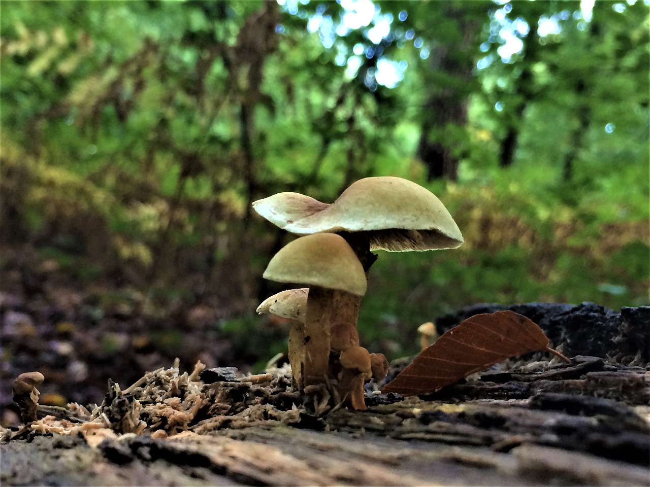 forest