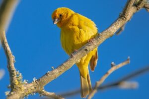 bird