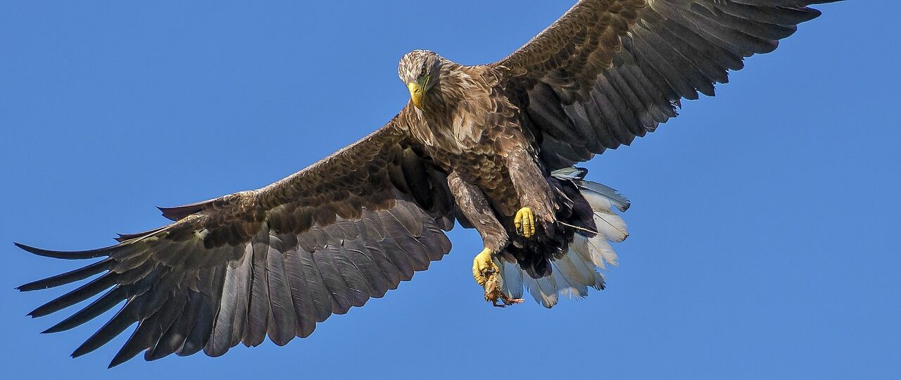 bird