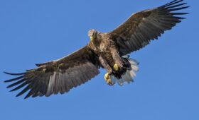 bird